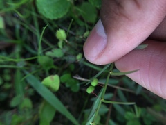 Phyllanthus virgatus