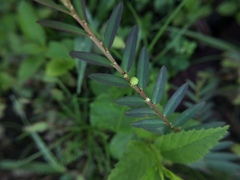 Phyllanthus virgatus