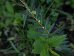 Phyllanthus virgatus