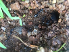 Camponotus compressus
