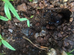 Camponotus compressus