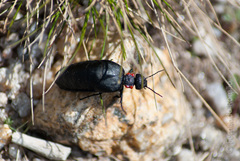 Physomeloe corallifer