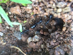 Camponotus compressus