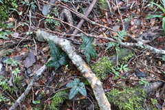 Knowltonia hepaticifolia