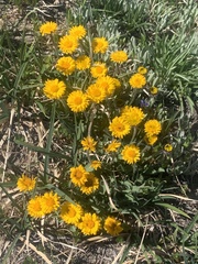 Erigeron aureus