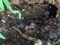 Camponotus compressus
