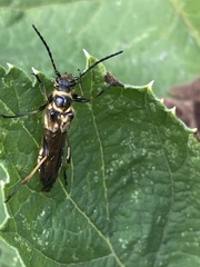 Necydalis cavipennis