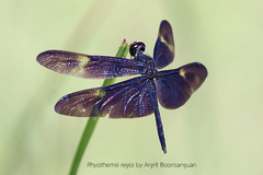Rhyothemis regia