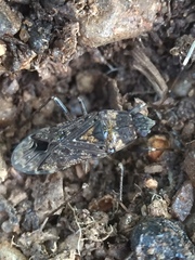 Elasmolomus squalidus