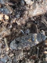 Elasmolomus squalidus