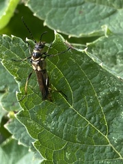 Necydalis cavipennis