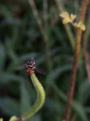 Syrphidae