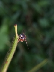 Syrphidae
