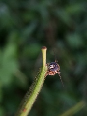 Syrphidae