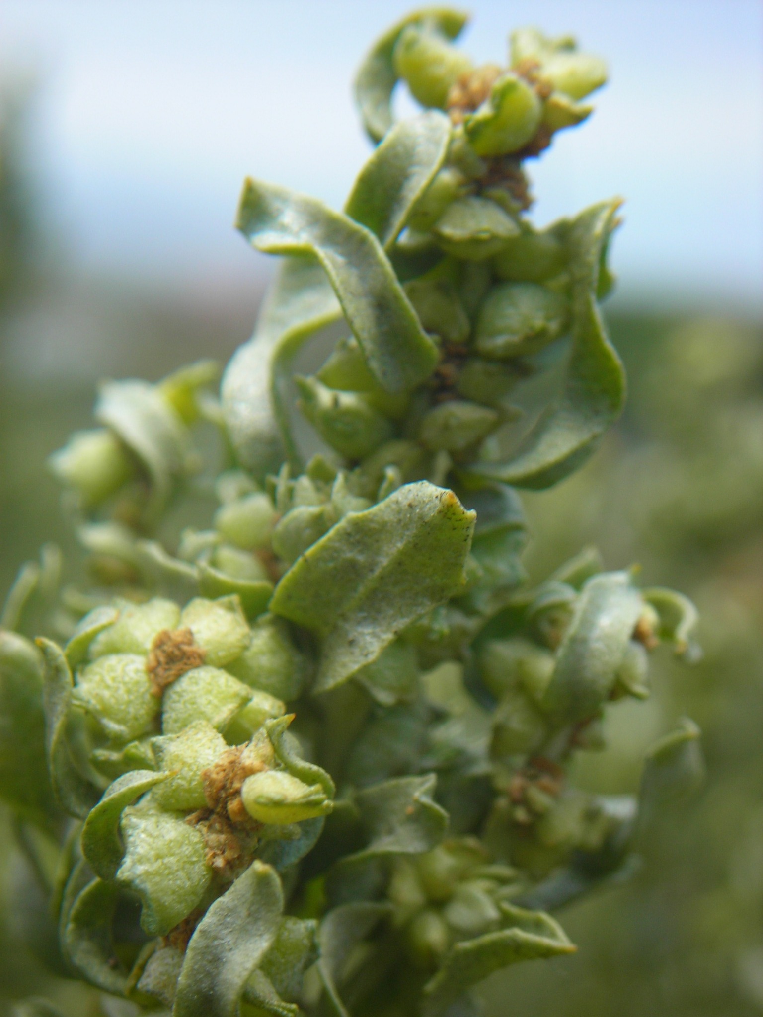 Atriplex repanda