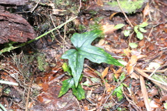 Knowltonia hepaticifolia