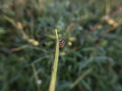 Syrphidae