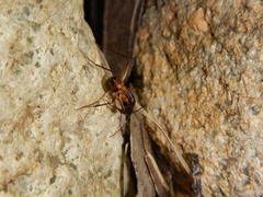 Camponotus confusus