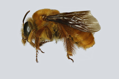 Xenoglossa fulva
