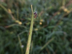 Syrphidae