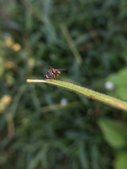 Syrphidae