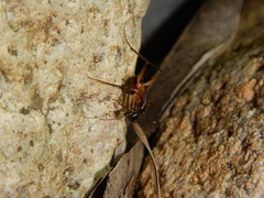 Camponotus confusus