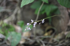 Hylodesmum nudiflorum