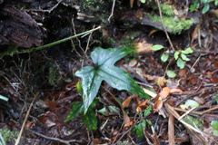Knowltonia hepaticifolia
