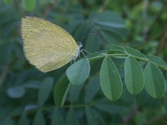 Eurema laeta