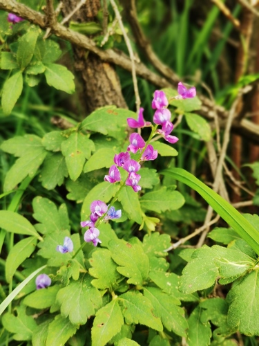 Oxytropis coerulea