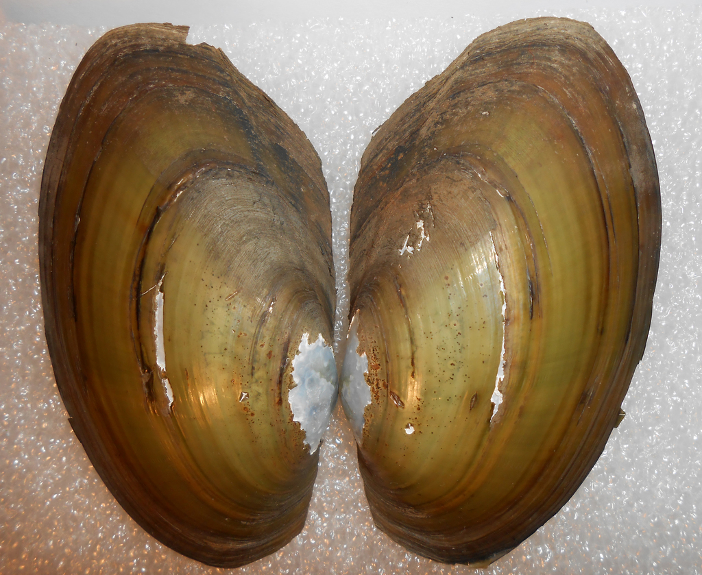 Anodontites trapesialis