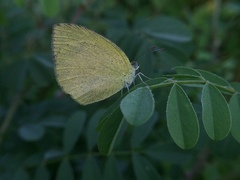Eurema laeta