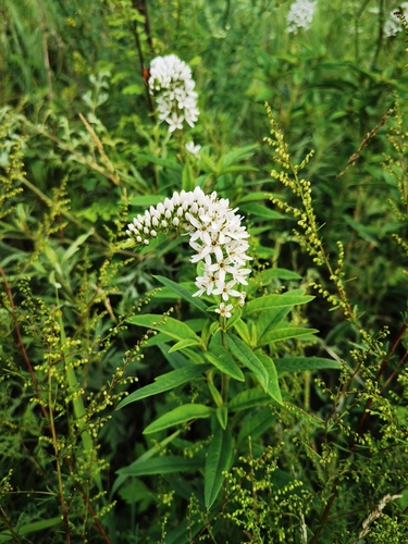 Manchurian yellow loosestrife