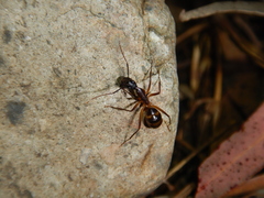 Camponotus confusus
