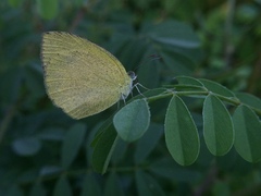 Eurema laeta