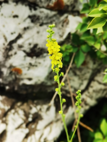 Hairy Agrimony