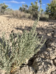 Neokochia americana
