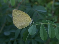 Eurema laeta