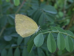 Eurema laeta