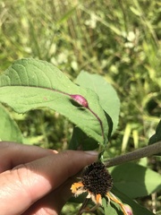 Neolasioptera vernoniae