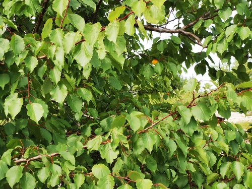 apricot