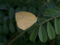 Eurema laeta