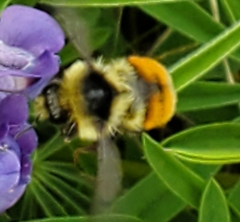 Bombus bifarius