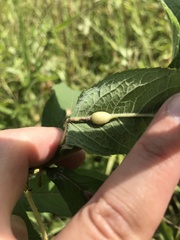 Neolasioptera vernoniae