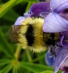 Bombus bifarius