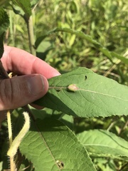 Neolasioptera vernoniae