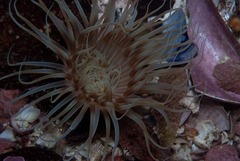 Ceriantheopsis austroafricanus