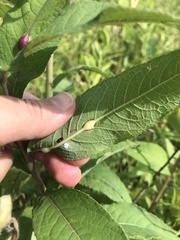 Neolasioptera vernoniae