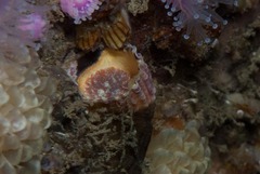 Thylacodes natalensis