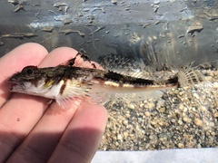 Chitonotus pugetensis